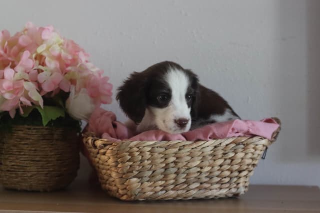 English Springer Spaniel Puppies media 2