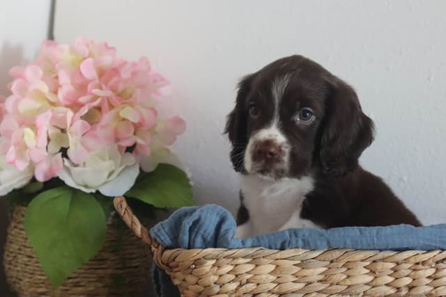 English Springer Spaniel Puppies media 4