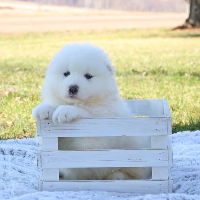 Samoyed Puppies media 2