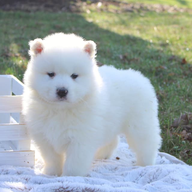 Samoyed Puppies media 3