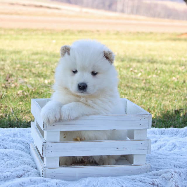 Samoyed Puppies media 4