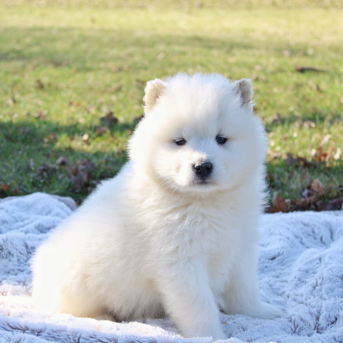 Samoyed Puppies breeder image 1