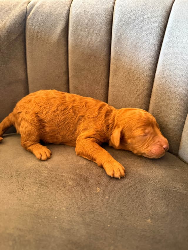 Poodle Puppies media 2