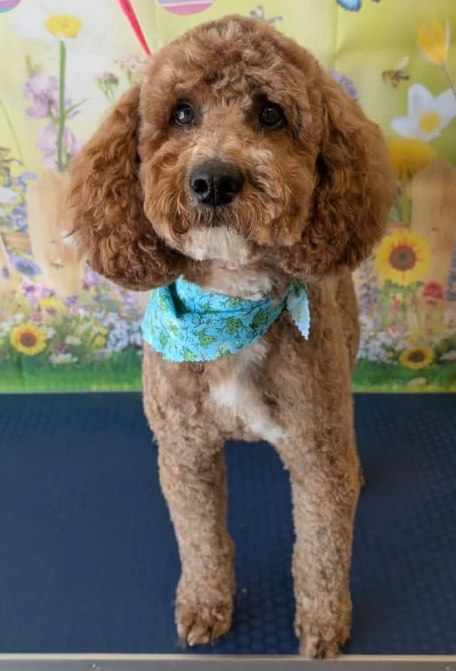 Poodle Puppies media 4