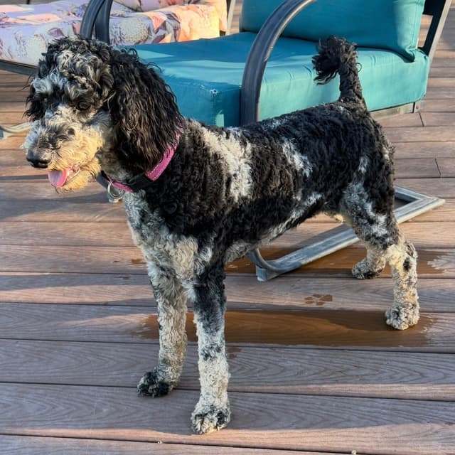 Poodle Puppies media 5