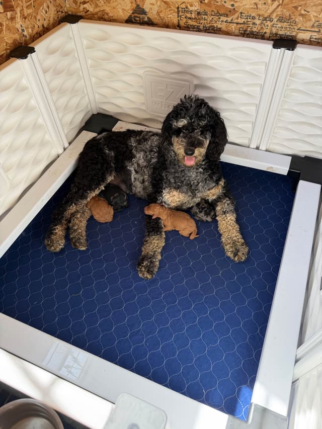 Poodle Puppies media 7