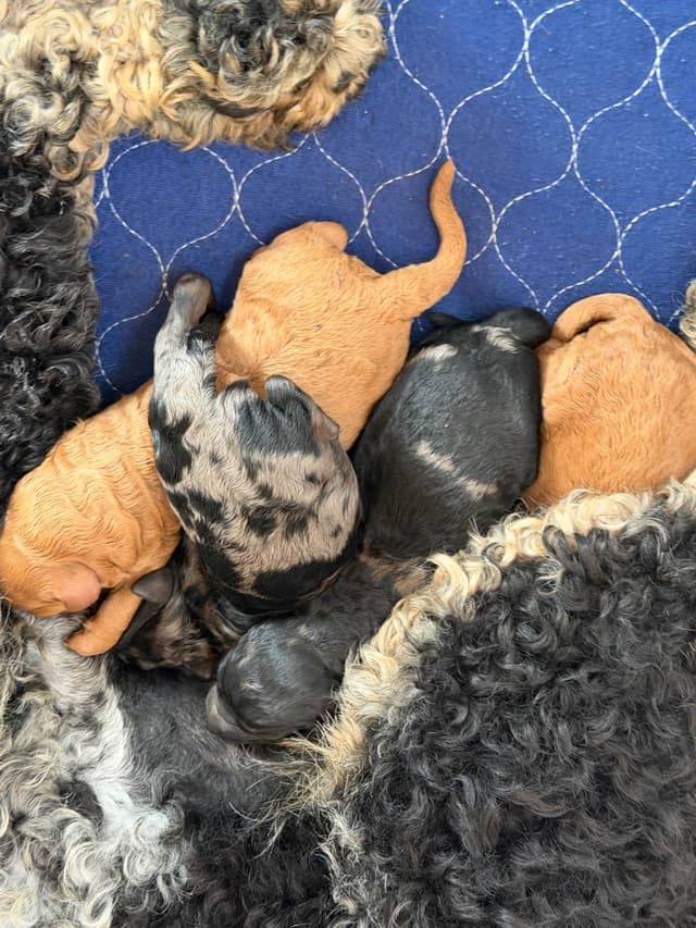 Poodle Puppies media 8