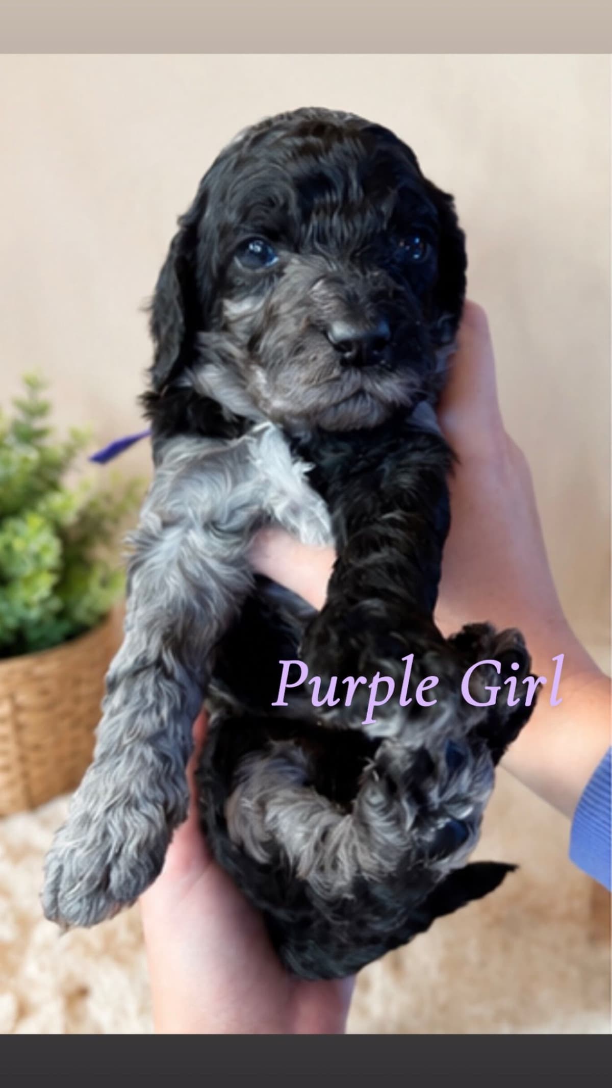 Poodle Puppies breeder image 1