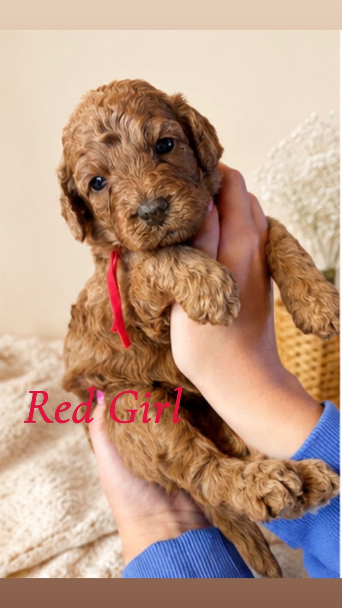 Poodle Puppies breeder image 2