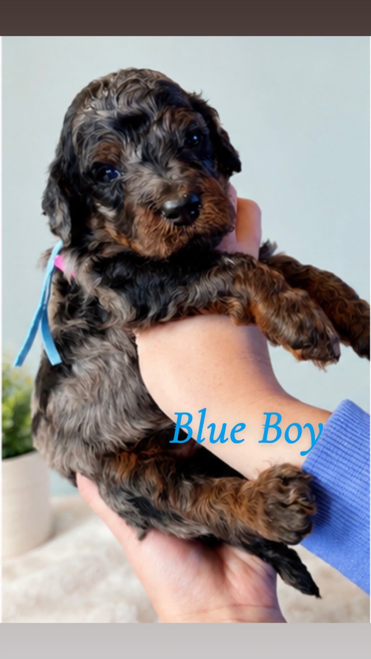Poodle Puppies breeder image 3