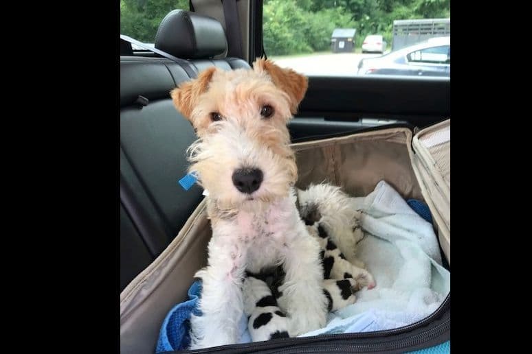 Scottish Terrier Puppies breeder image 3
