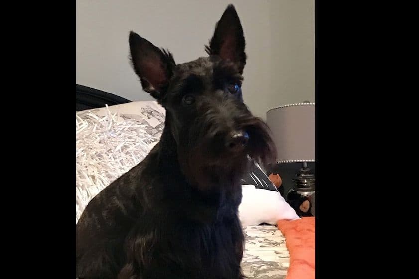 Scottish Terrier Puppies breeder image 4
