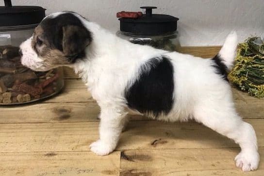 Scottish Terrier Puppies breeder image 6