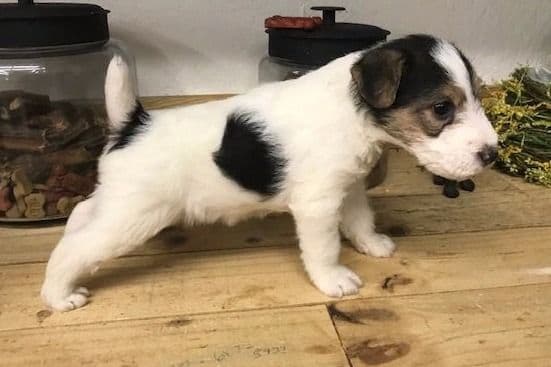 Scottish Terrier Puppies breeder image 7