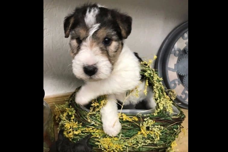 Scottish Terrier Puppies breeder image 8
