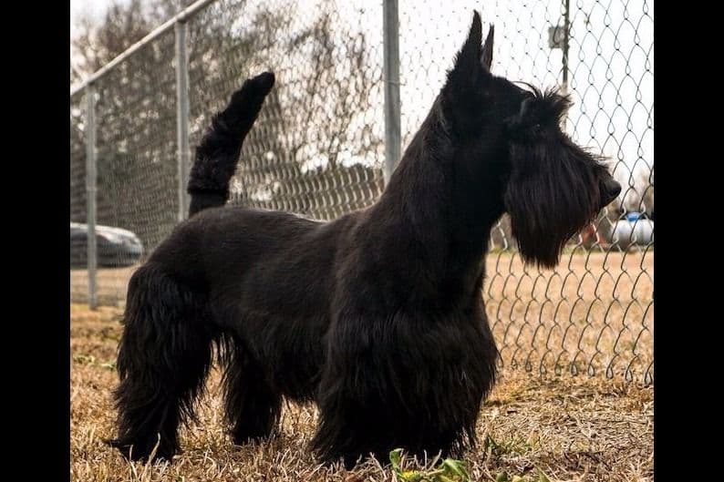 Scottish Terrier Puppies breeder image 9