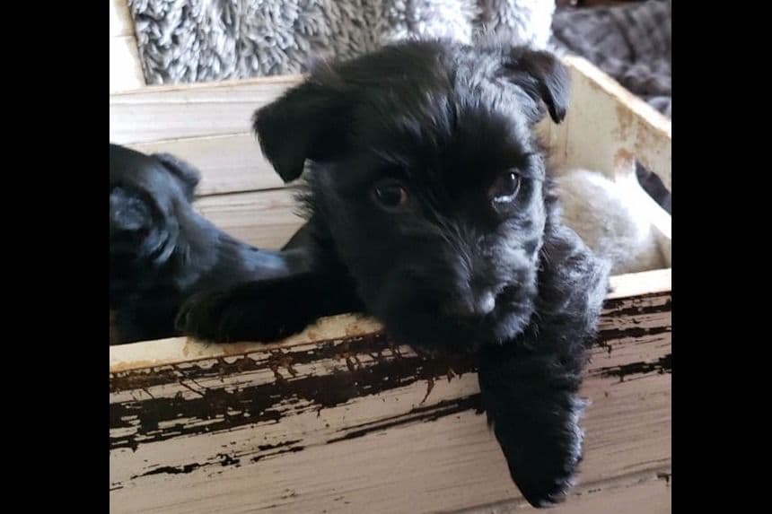 Scottish Terrier Puppies breeder image 11