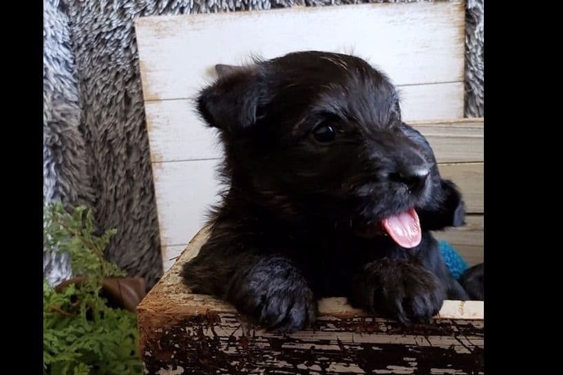 Scottish Terrier Puppies breeder image 2