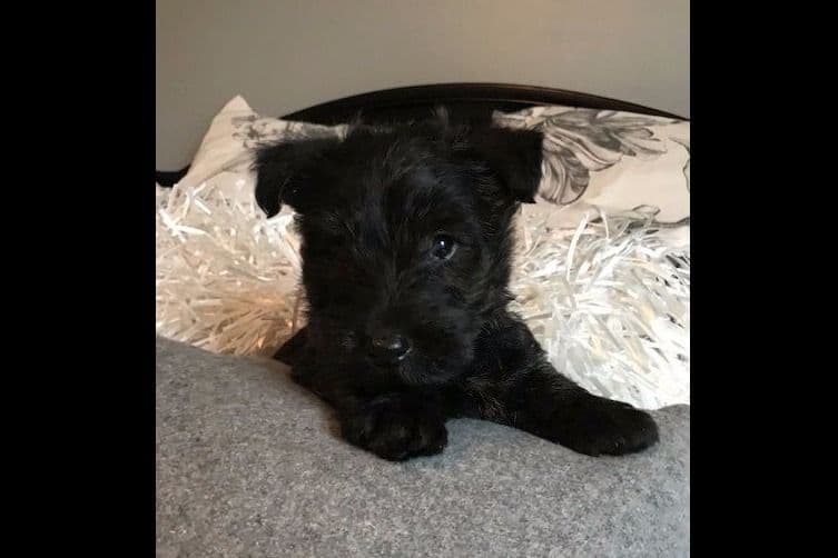 Scottish Terrier Puppies breeder image 1