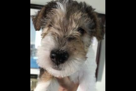 Scottish Terrier Puppies breeder image 12