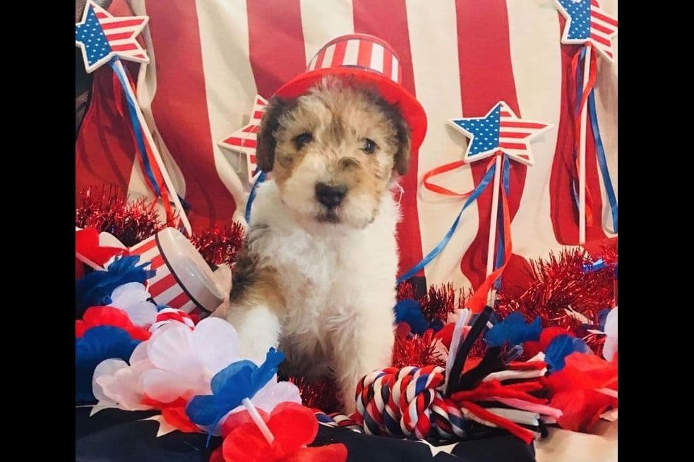Scottish Terrier Puppies breeder image 13