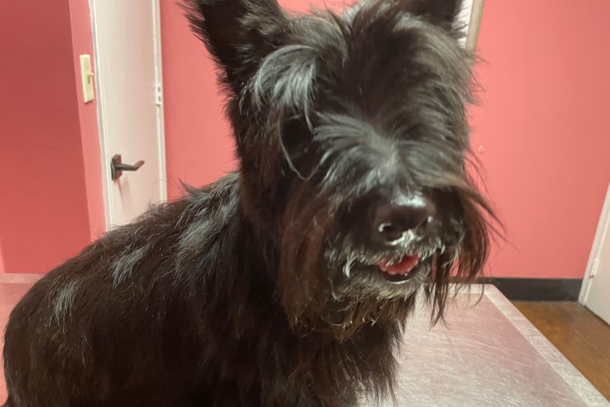 Scottish Terrier Puppies breeder image 17