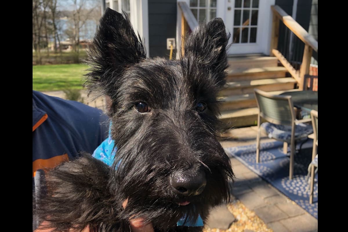 Scottish Terrier Puppies breeder image 18