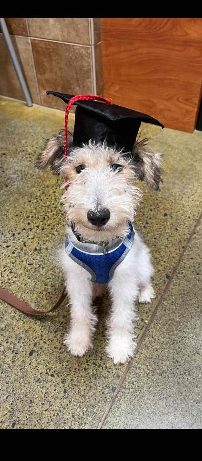Scottish Terrier Puppies breeder image 21