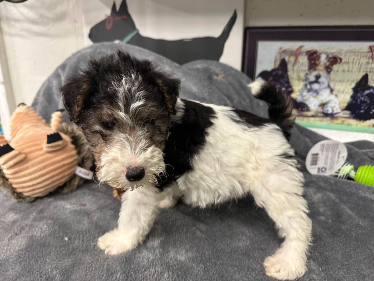 Scottish Terrier Puppies breeder image 23