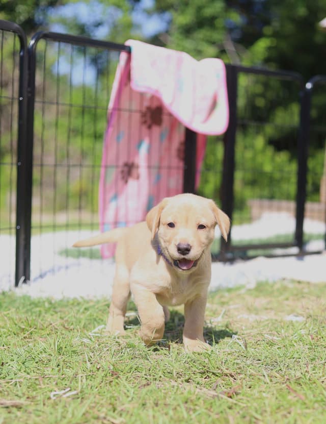 Labrador Retriever Puppies media 6
