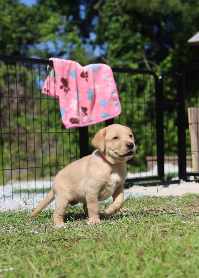 Labrador Retriever Puppies media 4