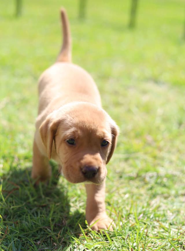 Labrador Retriever Puppies media 7