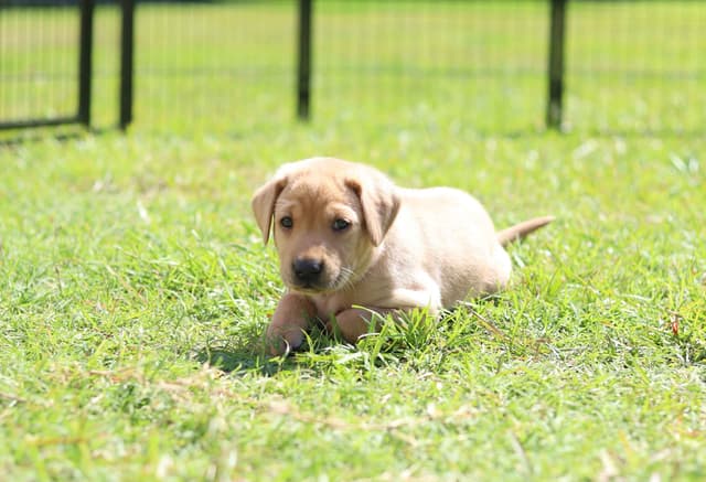 Labrador Retriever Puppies media 3