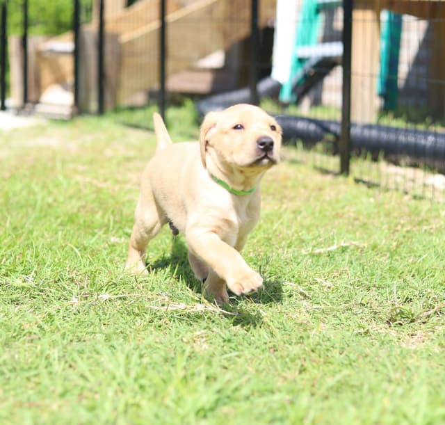 Labrador Retriever Puppies media 5