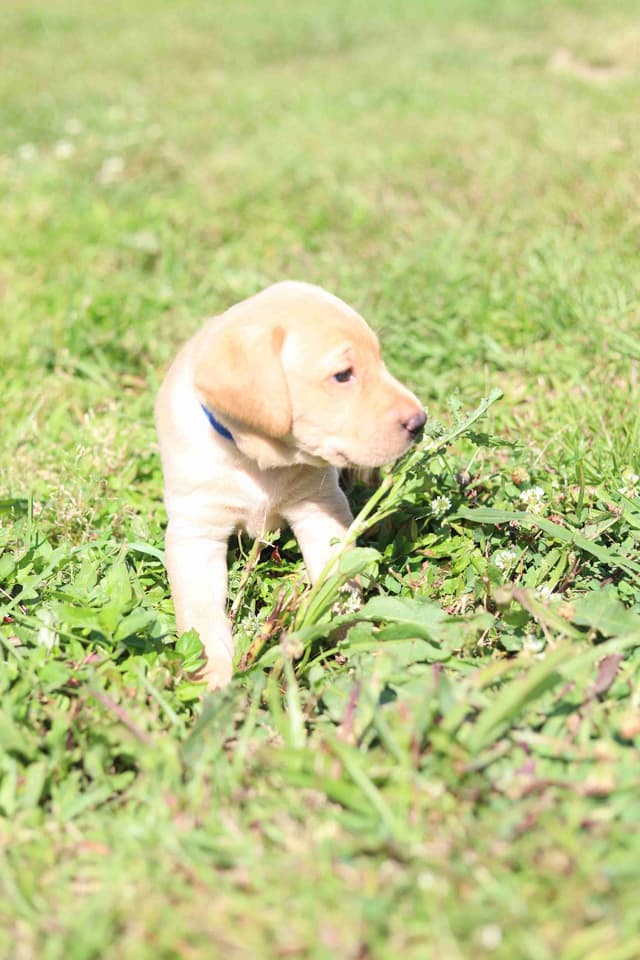 Labrador Retriever Puppies media 2