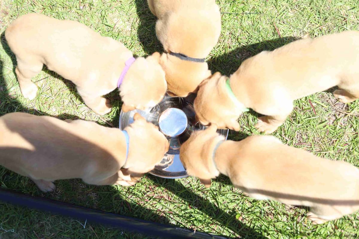 Labrador Retriever Puppies breeder image 1