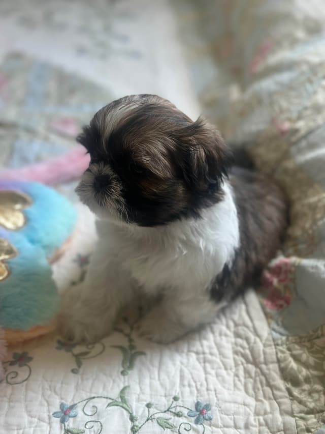 Shih Tzu Puppies media 2