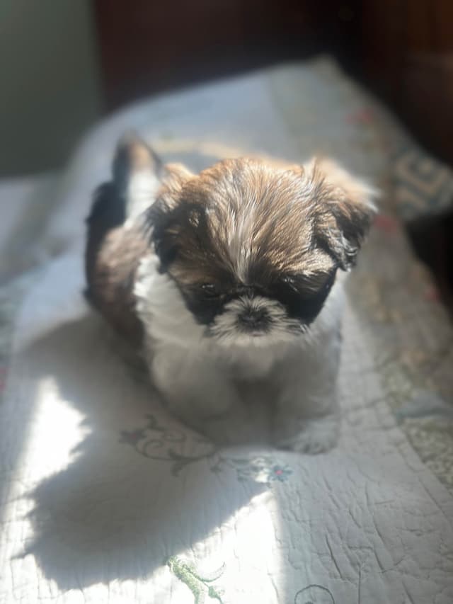 Shih Tzu Puppies media 3