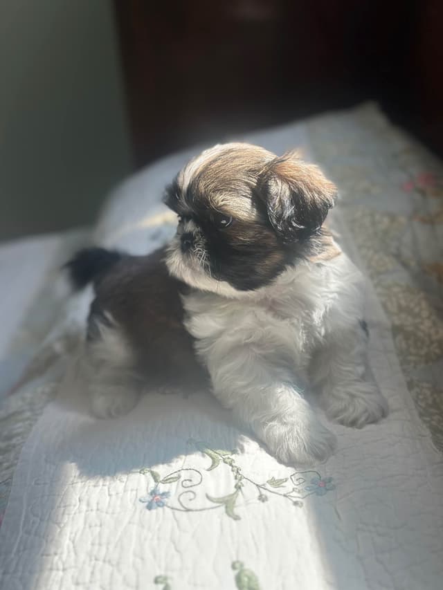 Shih Tzu Puppies media 5