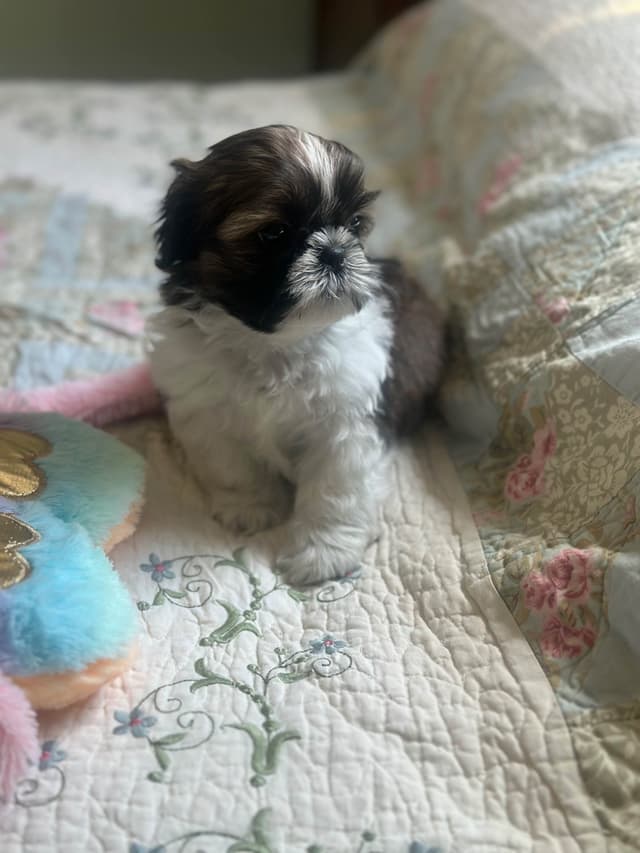 Shih Tzu Puppies media 6