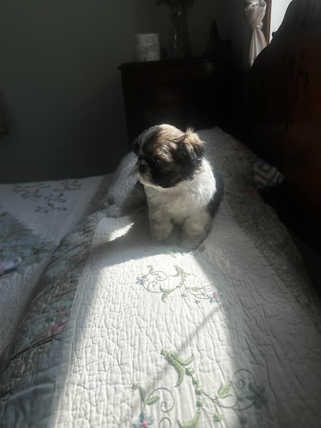 Shih Tzu Puppies media 7