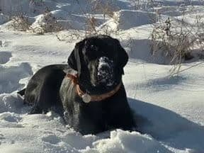 English Labrador Retriever Puppies media 4