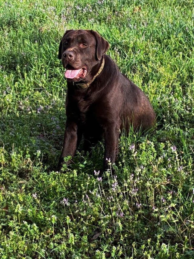 English Labrador Retriever Puppies media 7