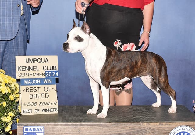 American Staffordshire Terrier Puppies media 2