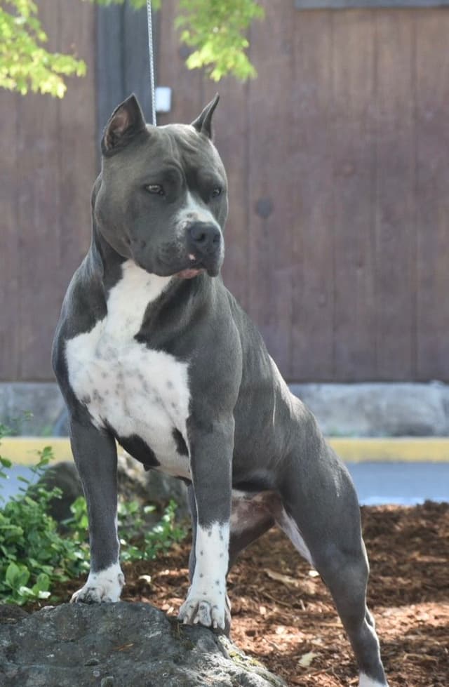 American Staffordshire Terrier Puppies media 2