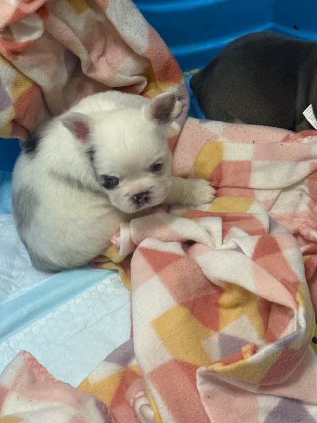 French Bulldog Puppies media 2