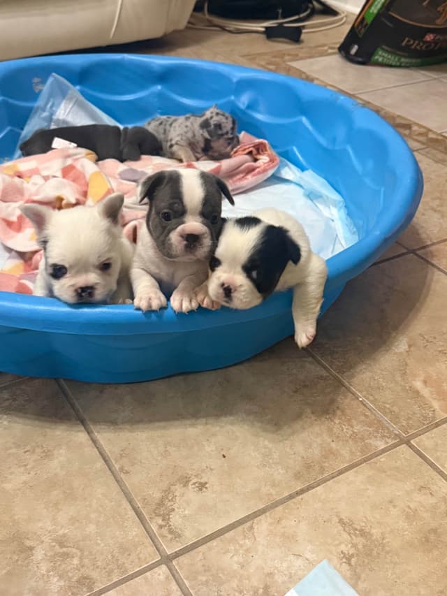 French Bulldog Puppies media 3