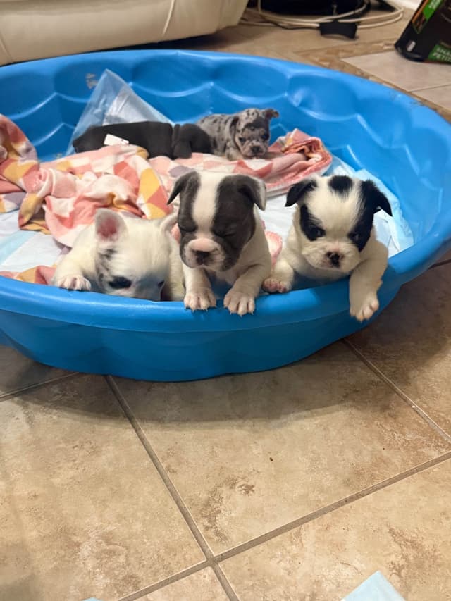 French Bulldog Puppies media 4