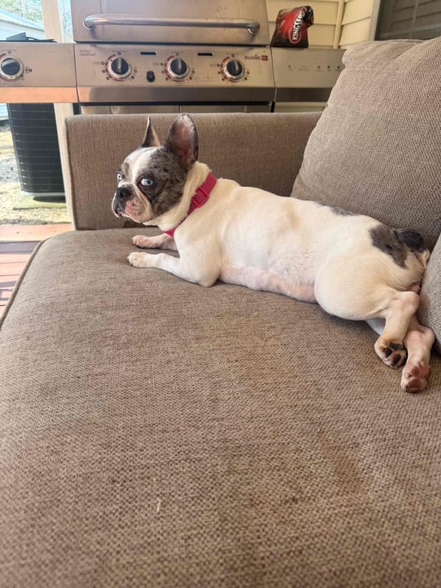 French Bulldog Puppies media 6