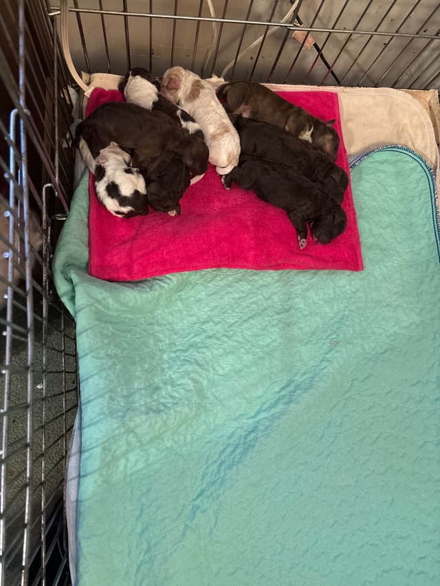 Lagotto Romagnolo Puppies media 3